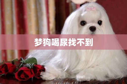夢狗喝尿找不到
