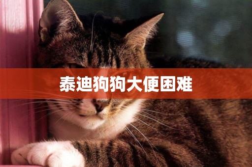 泰迪狗狗大便困難