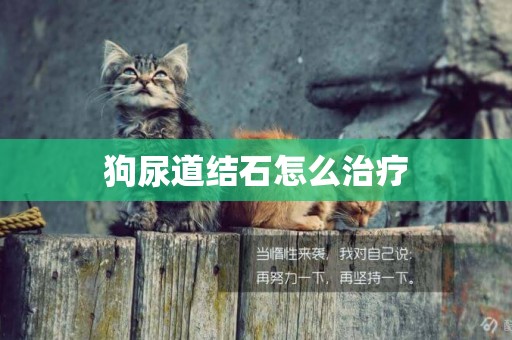 狗尿道結石怎么治療