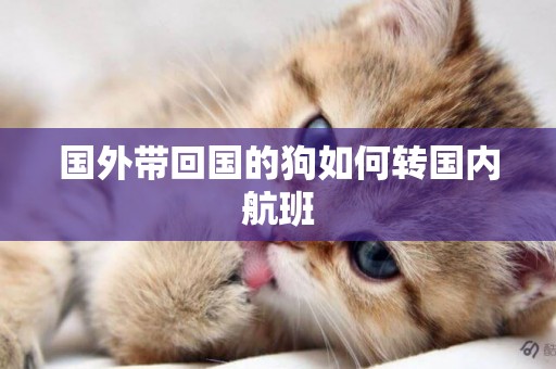 國外帶回國的狗如何轉國內航班