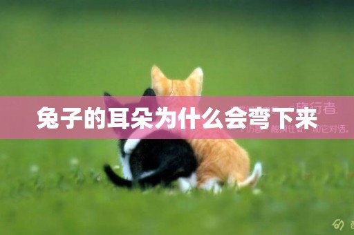 兔子的耳朵為什么會彎下來