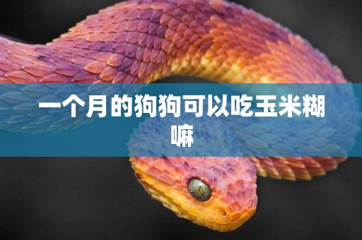 一個月的狗狗可以吃玉米糊嘛