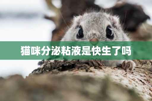 貓咪分泌粘液是快生了嗎