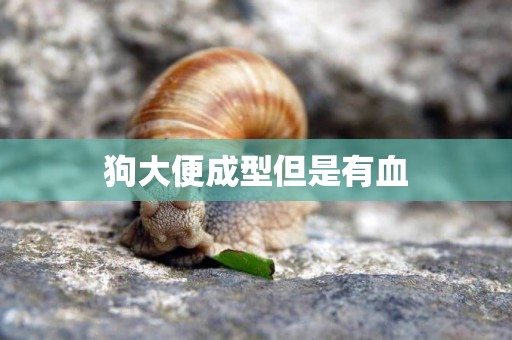 狗大便成型但是有血