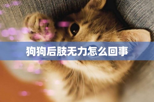 狗狗后肢無力怎么回事
