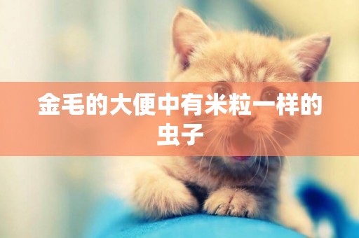 金毛的大便中有米粒一樣的蟲子