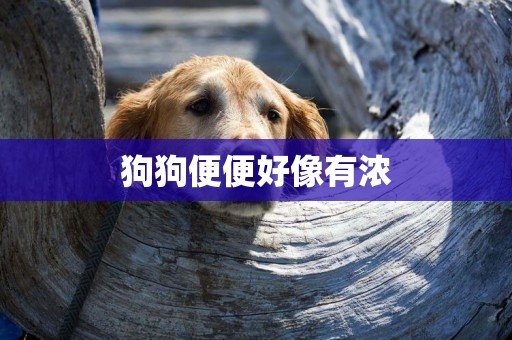 狗狗便便好像有濃