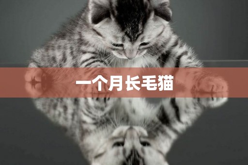 一個月長毛貓