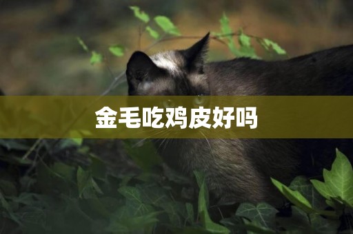 金毛吃雞皮好嗎