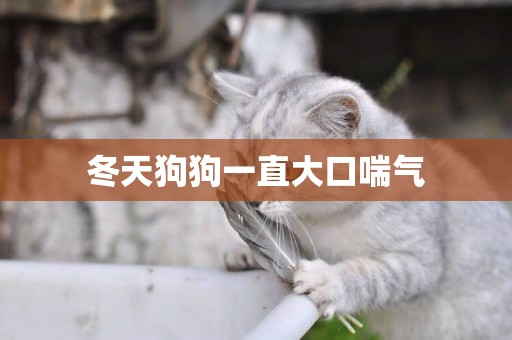 冬天狗狗一直大口喘氣