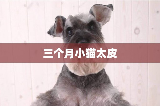 三個月小貓太皮