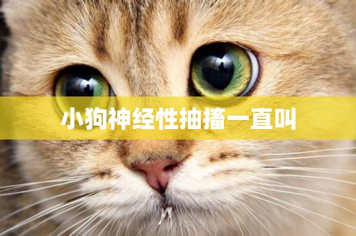 小狗神經性抽搐一直叫