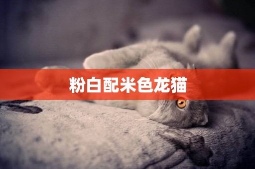 粉白配米色龍貓