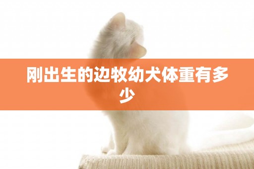 剛出生的邊牧幼犬體重有多少