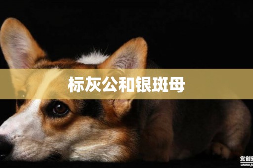 標灰公和銀斑母
