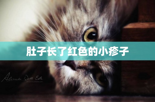 肚子長了紅色的小疹子