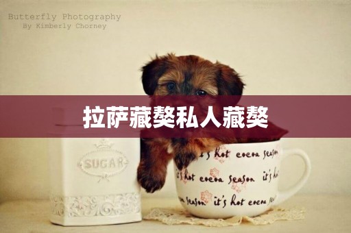 拉薩藏獒私人藏獒