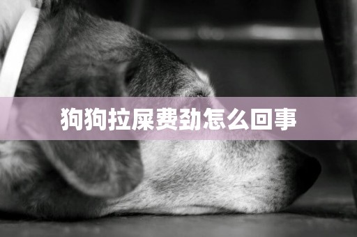 狗狗拉屎費勁怎么回事