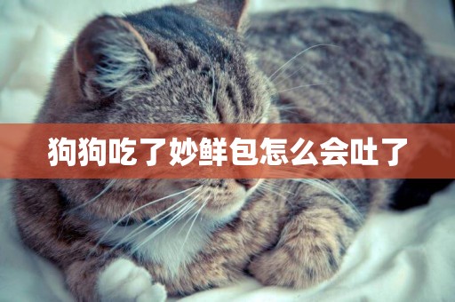 狗狗吃了妙鮮包怎么會吐了