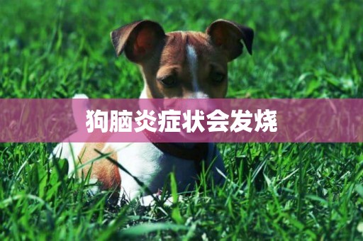 狗腦炎癥狀會發燒