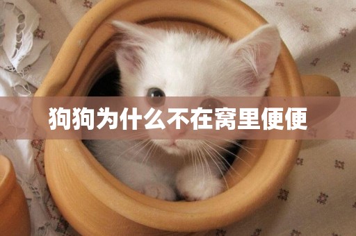 狗狗為什么不在窩里便便