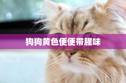 狗狗黃色便便帶腥味
