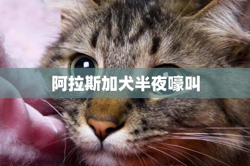 阿拉斯加犬半夜嚎叫