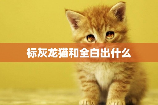 標灰龍貓和全白出什么