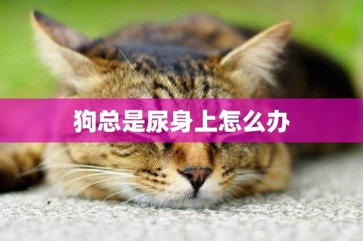 狗總是尿身上怎么辦