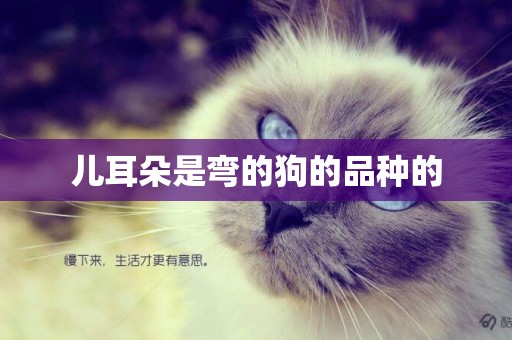 兒耳朵是彎的狗的品種的
