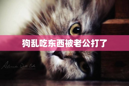狗亂吃東西被老公打了