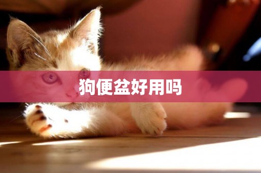 狗便盆好用嗎
