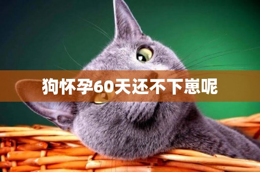 狗懷孕60天還不下崽呢