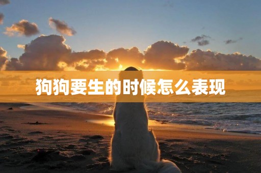 狗狗要生的時候怎么表現