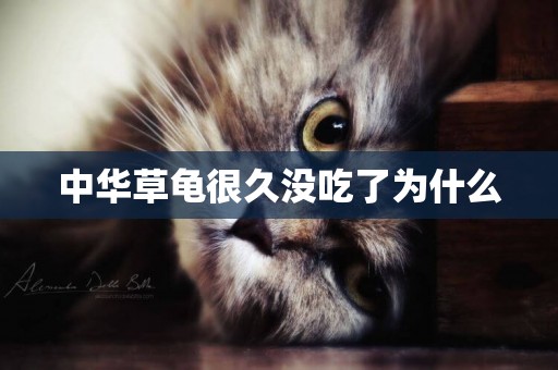 中華草龜很久沒吃了為什么