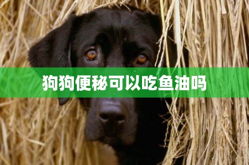 狗狗便秘可以吃魚油嗎
