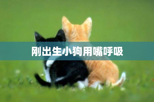 剛出生小狗用嘴呼吸