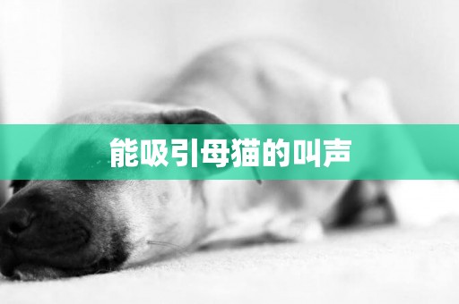 能吸引母貓的叫聲