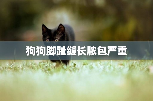 狗狗腳趾縫長膿包嚴重