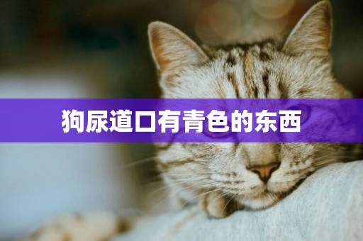 狗尿道口有青色的東西