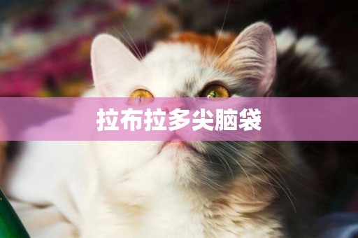 拉布拉多尖腦袋