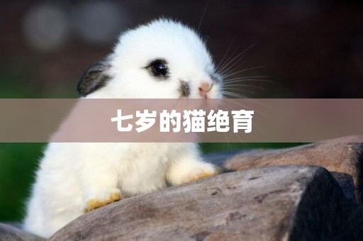 七歲的貓絕育
