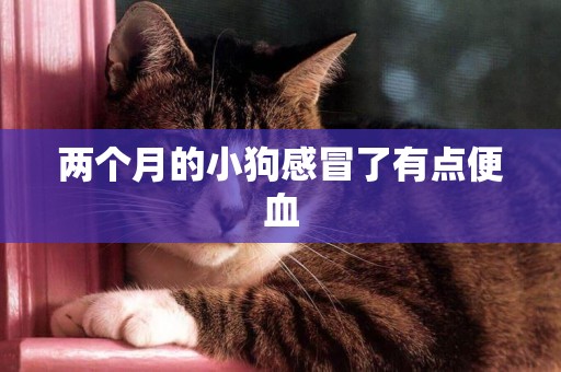 兩個月的小狗感冒了有點便血
