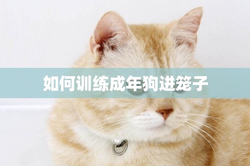 如何訓練成年狗進籠子
