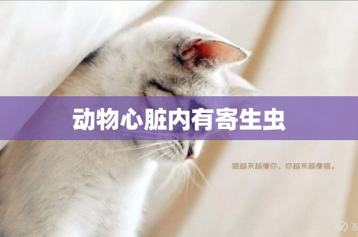 動物心臟內有寄生蟲
