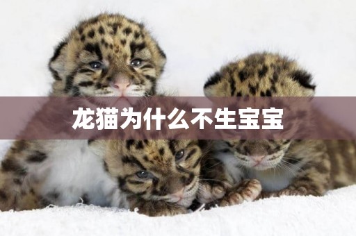 龍貓為什么不生寶寶