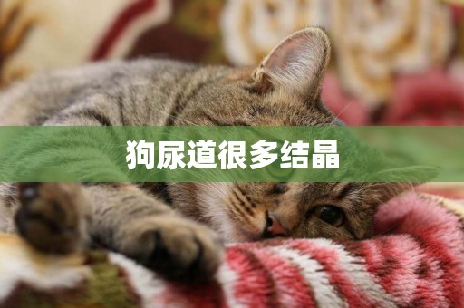 狗尿道很多結晶