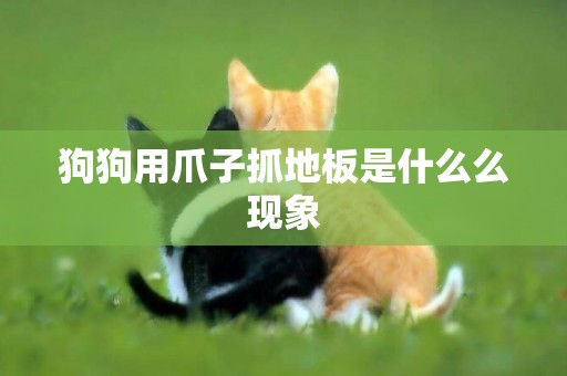 狗狗用爪子抓地板是什么么現象