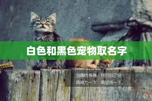 白色和黑色寵物取名字