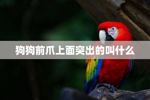 狗狗前爪上面突出的叫什么